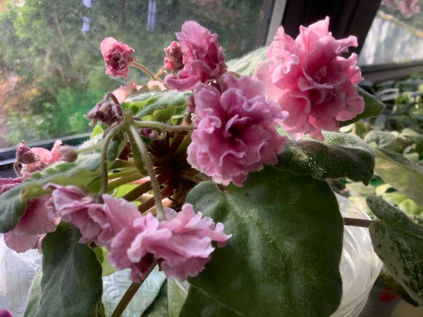  - AN Devochka s Persikami