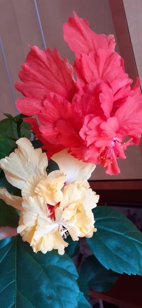 - Hibiscus 2015-2024