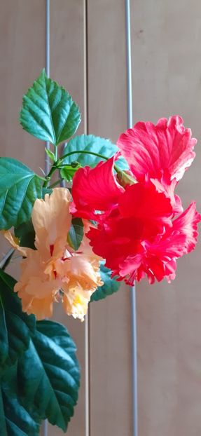  - Hibiscus 2015-2024
