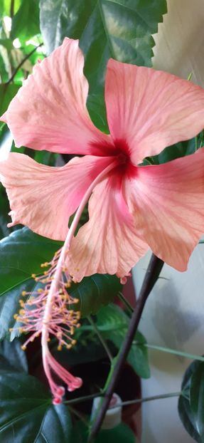 - Hibiscus 2015-2024