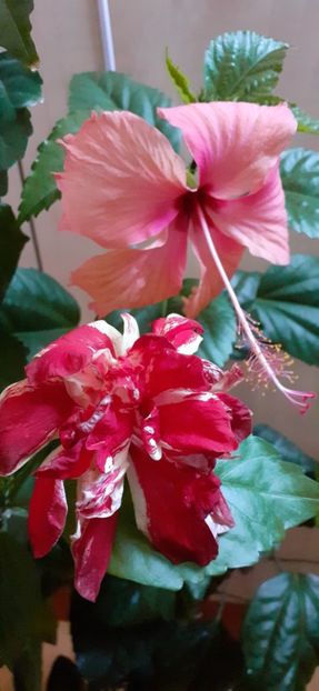  - Hibiscus 2015-2024