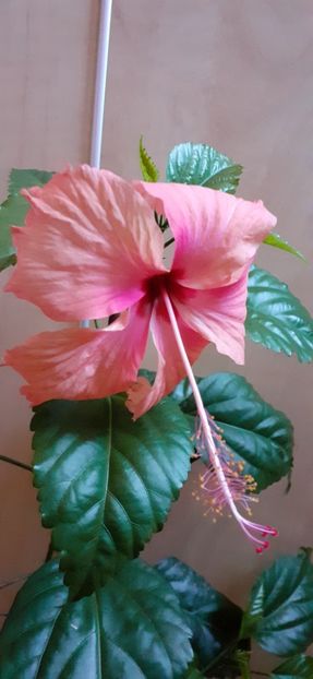  - Hibiscus 2015-2024