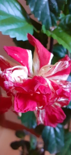  - Hibiscus 2015-2024