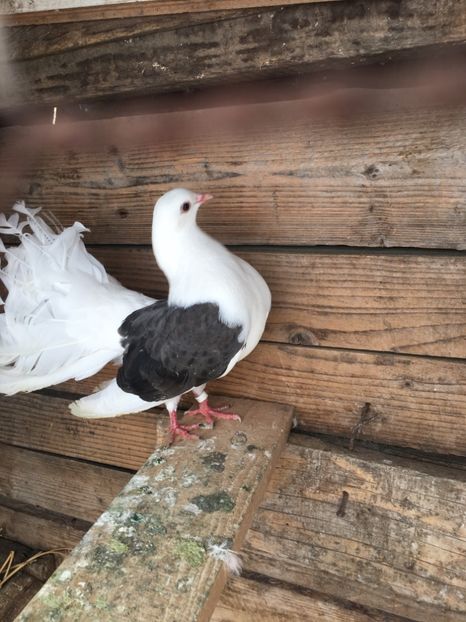 A8A1AEDE-354A-4657-AE7B-F64BD487009B - Voltati capaciti