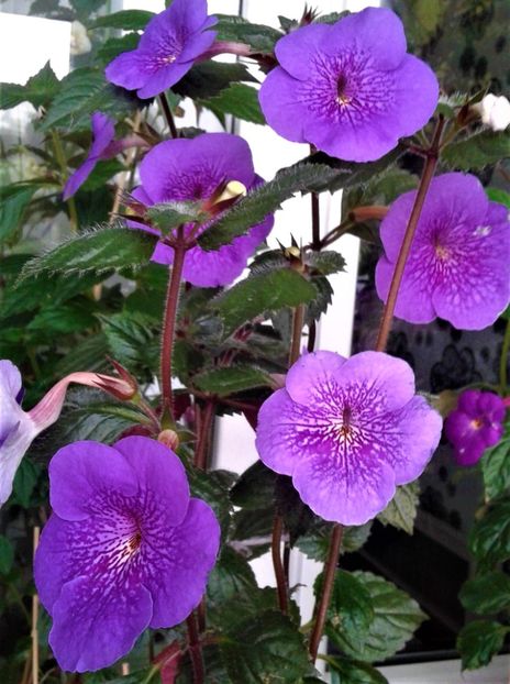  - 000013 ACHIMENES