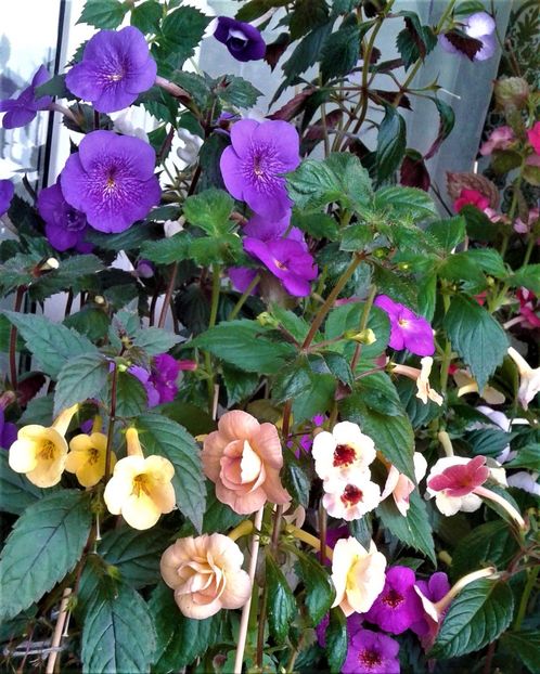  - 000013 ACHIMENES