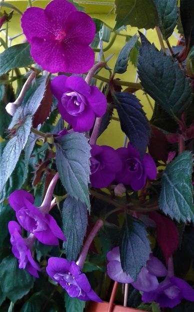  - 000013 ACHIMENES