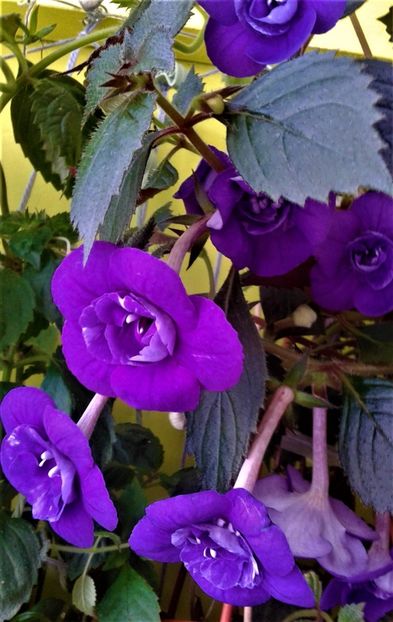  - 000013 ACHIMENES