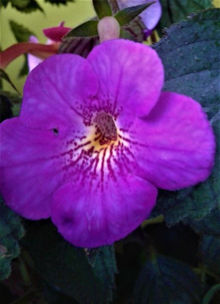  - 000013 ACHIMENES