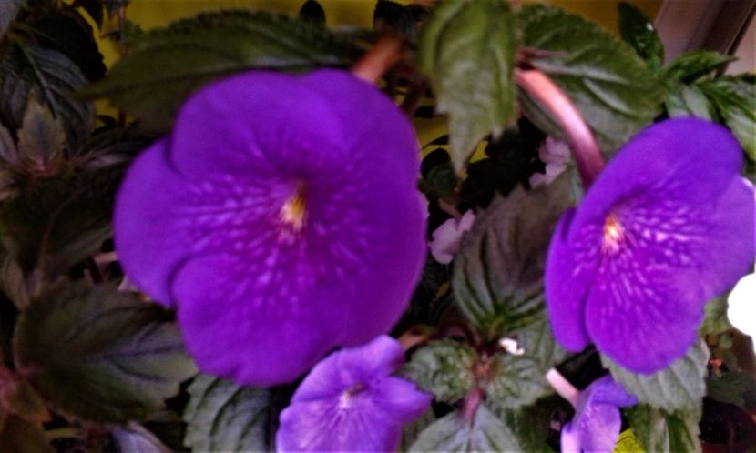  - 000013 ACHIMENES