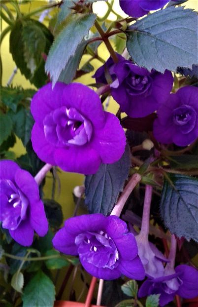  - 000013 ACHIMENES