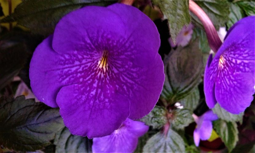  - 000013 ACHIMENES