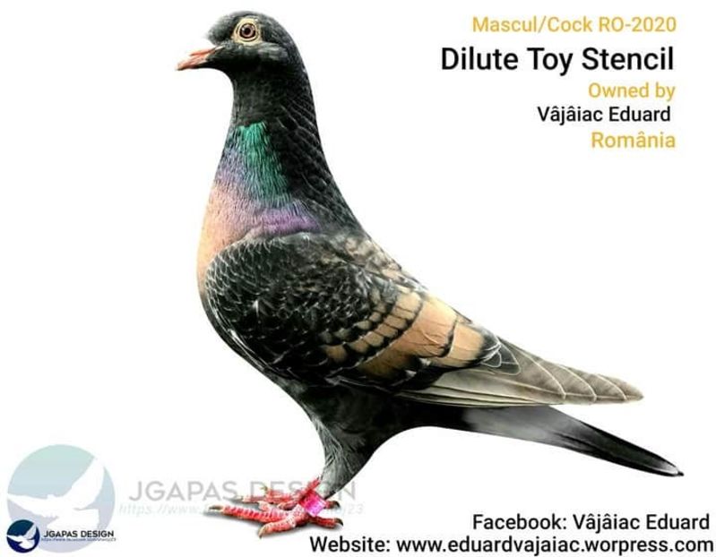  - NU AMI APARTIN 2020