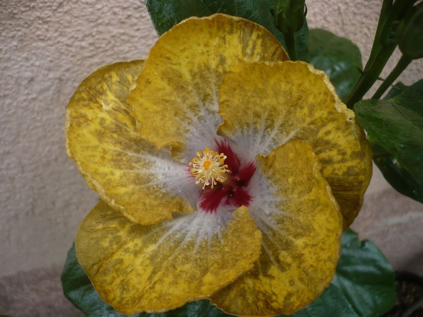 23.07.2020 - HIBISCUSI 2020-2