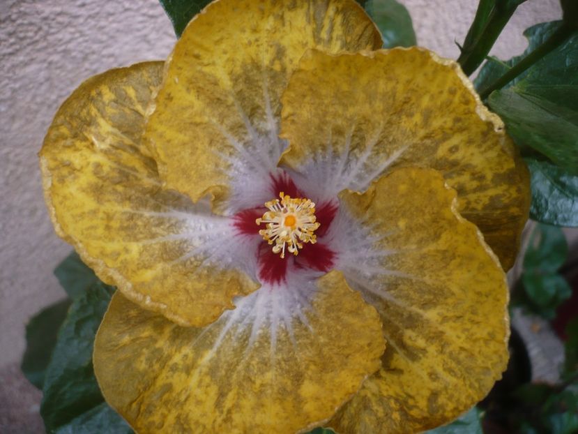 P1450106 - HIBISCUSI 2020-2