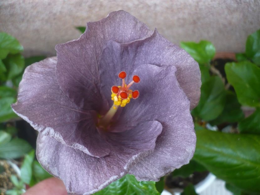 P1450107 - HIBISCUSI 2020-2