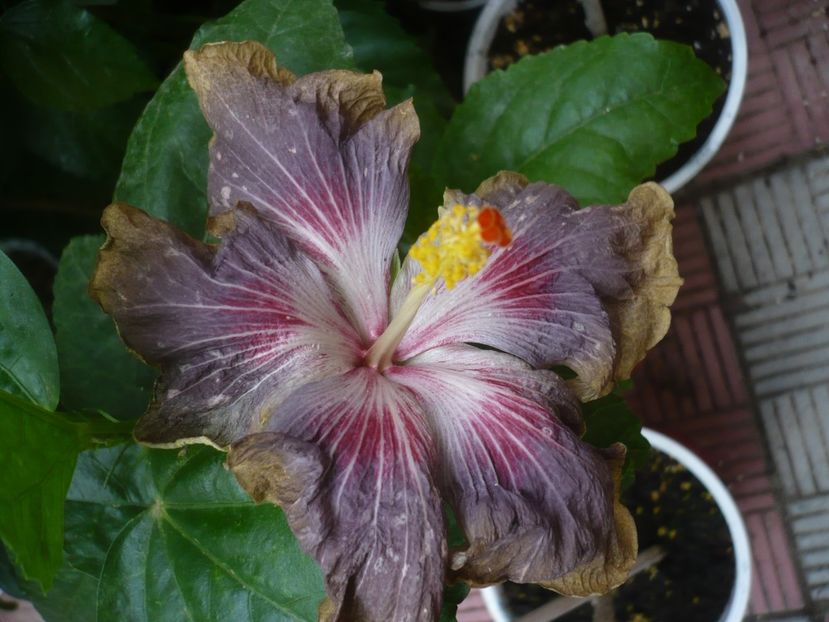 P1450108 - HIBISCUSI 2020-2