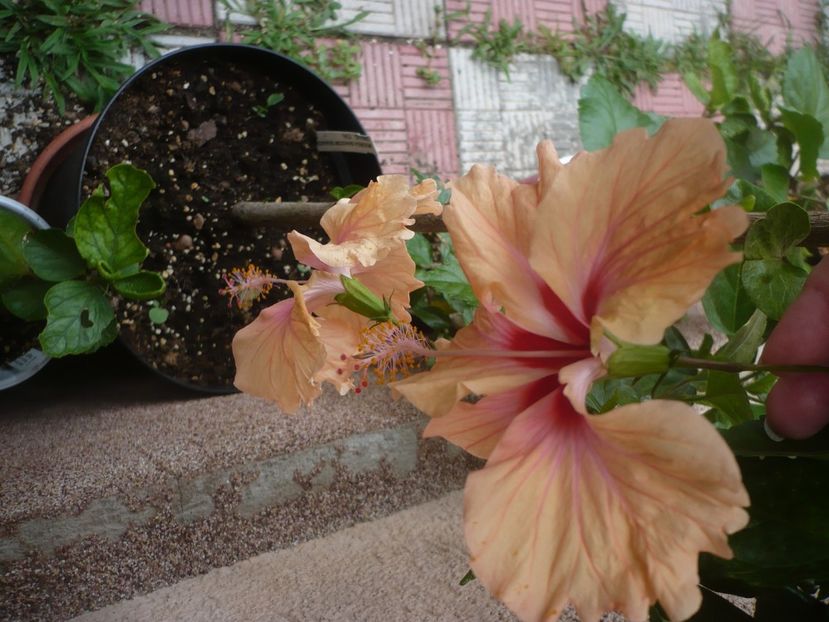 P1450109 - HIBISCUSI 2020-2