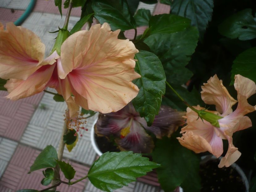 P1450110 - HIBISCUSI 2020-2