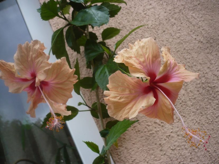 P1450111 - HIBISCUSI 2020-2