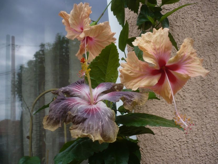 P1450113 - HIBISCUSI 2020-2