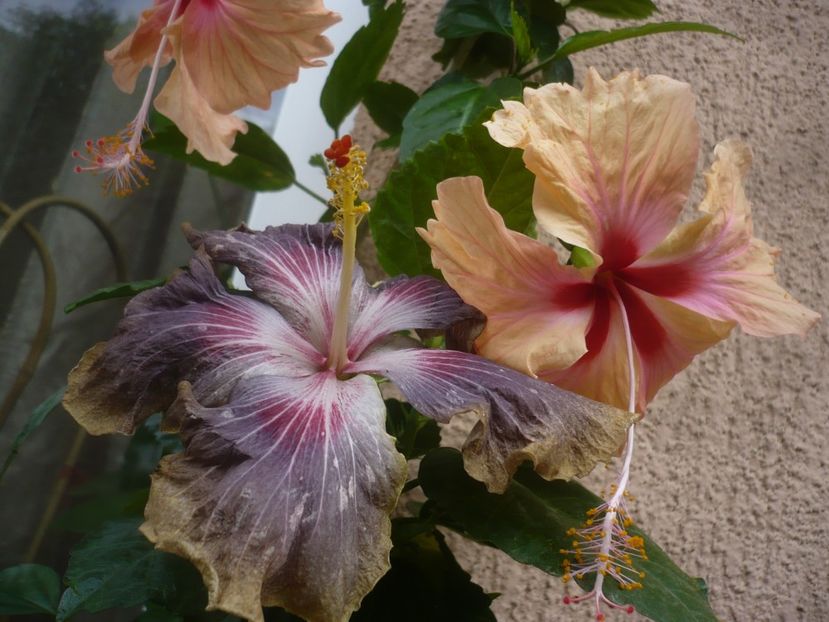 P1450114 - HIBISCUSI 2020-2