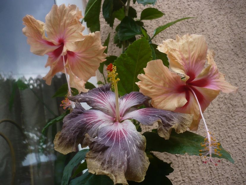 P1450115 - HIBISCUSI 2020-2