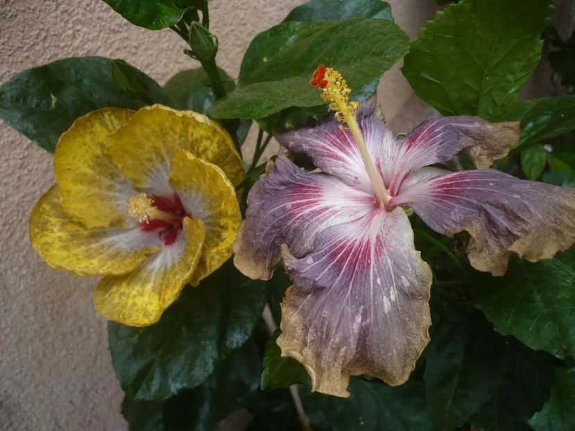 P1450117 - HIBISCUSI 2020-2