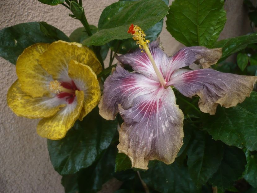 P1450118 - HIBISCUSI 2020-2