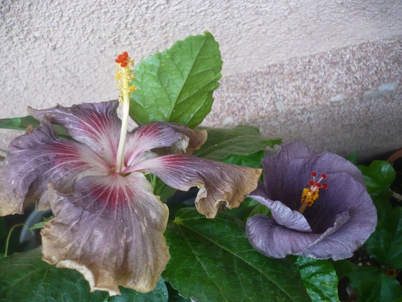 P1450119 - HIBISCUSI 2020-2