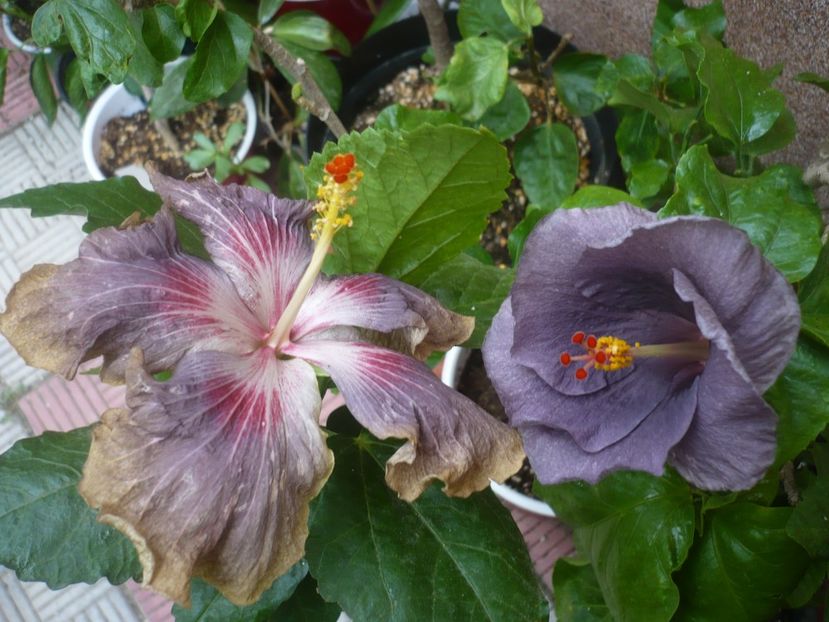 P1450120 - HIBISCUSI 2020-2