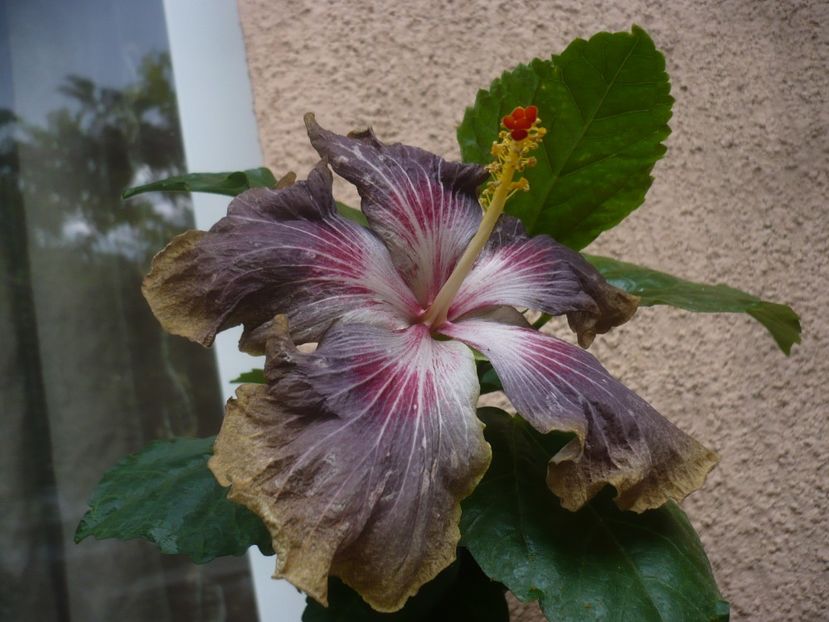 P1450123 - HIBISCUSI 2020-2