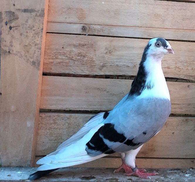 8503  mascul  2020_1 - tineret 2020