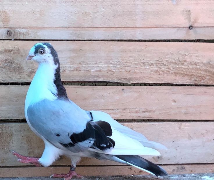 8503  mascul  2020_2 - tineret 2020