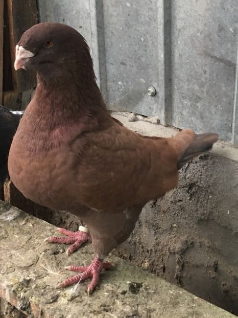 FA68AAAE-1FA8-4E67-ACF7-6DEDE2C9952B - Porumbei vanduti 2017-2025