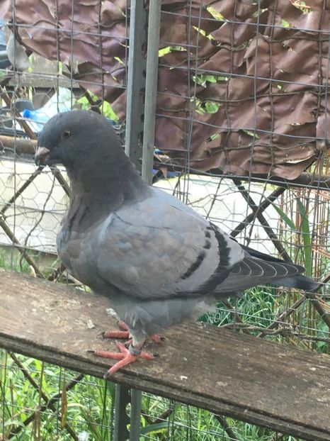 637FB253-5BDA-4EDE-B18C-BABB366B9756 - Porumbei vanduti 2017-2025