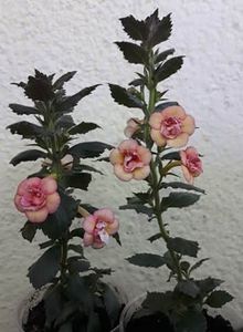 Amelia V - stanga si Cytro Rot - 0001 2022 - Amelia Vitorino