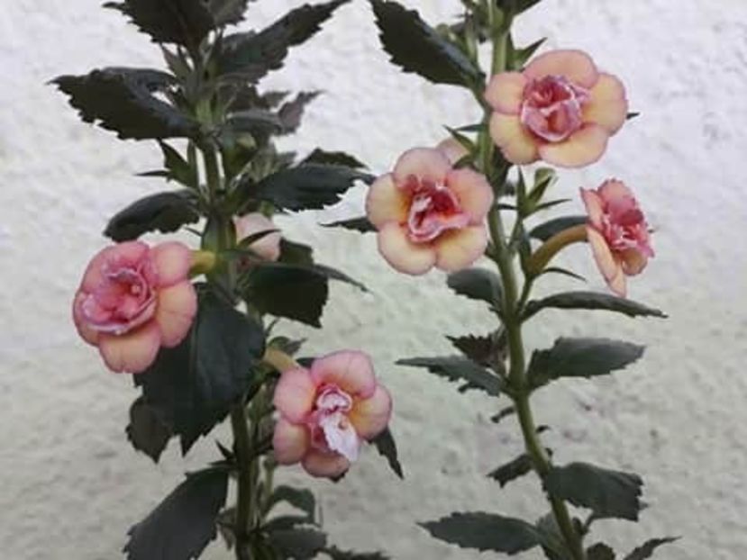 Amelia V si Cytro Rot - 0001 2022 - Amelia Vitorino