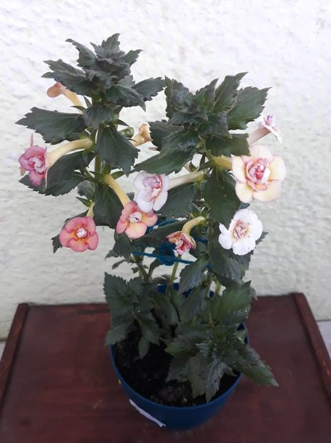  - 1 2020 - CYTRO Britta Dietze