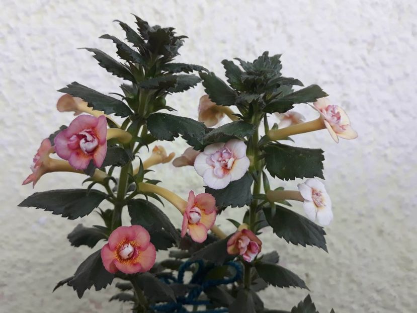  - 1 2020 - CYTRO Britta Dietze