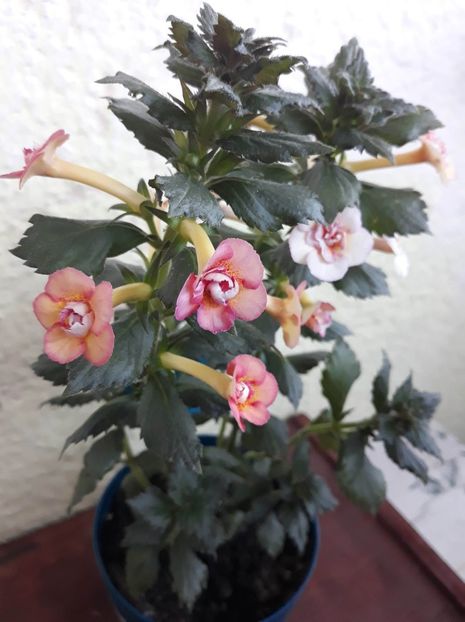  - 1 2020 - CYTRO Britta Dietze