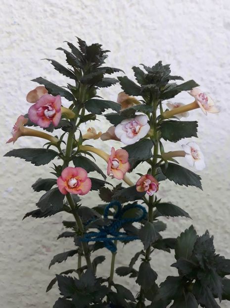  - 1 2020 - CYTRO Britta Dietze