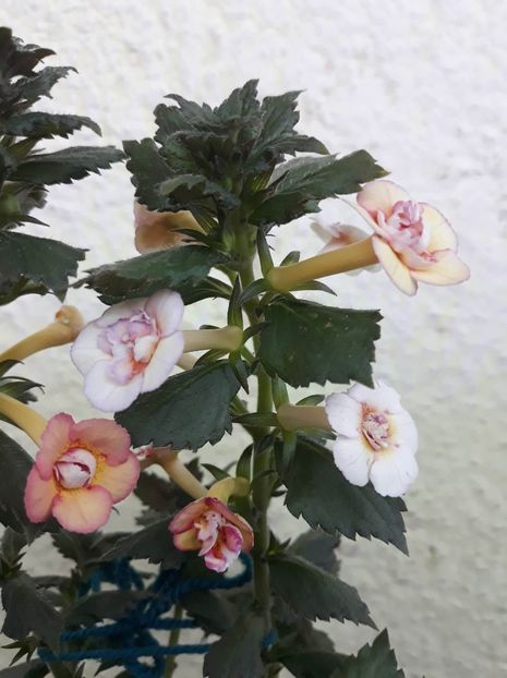  - 1 2020 - CYTRO Britta Dietze