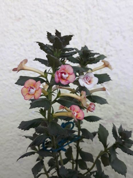  - 1 2020 - CYTRO Britta Dietze