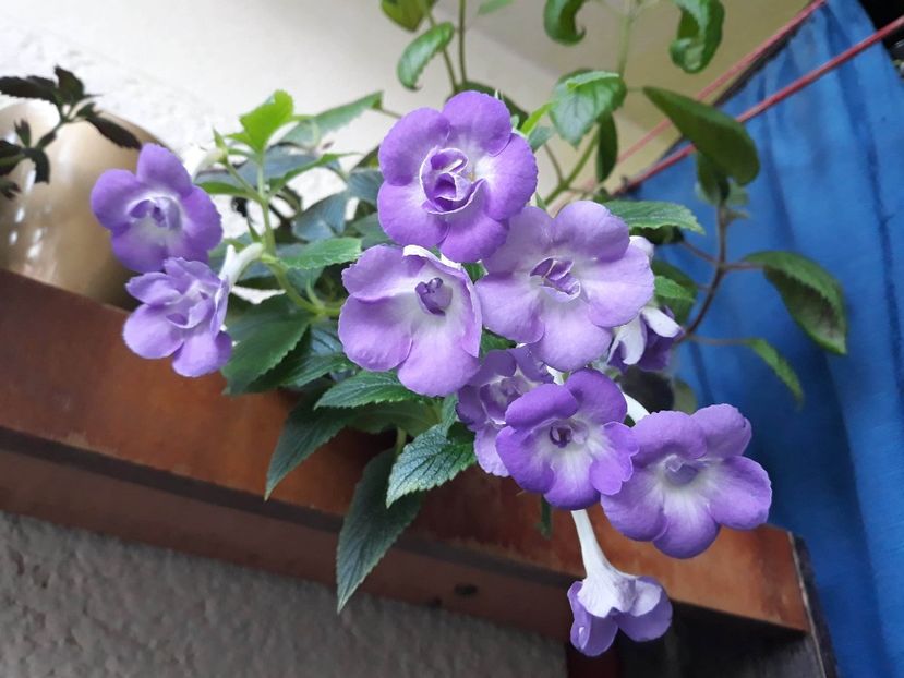  - 0001 2022 - BriD s Sarina