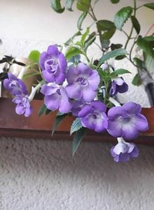  - 0001 2022 - BriD s Sarina