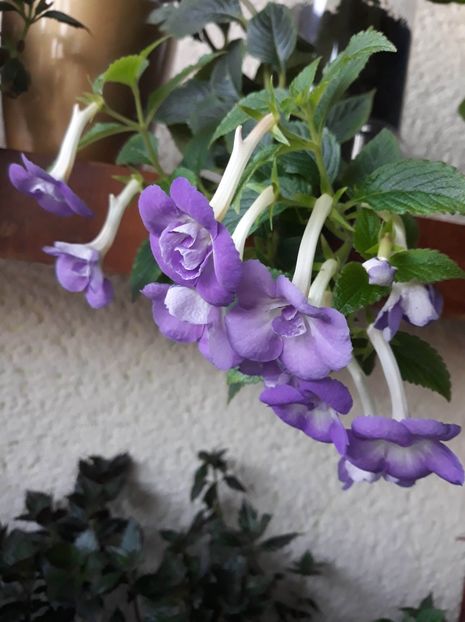  - 0001 2022 - BriD s Sarina