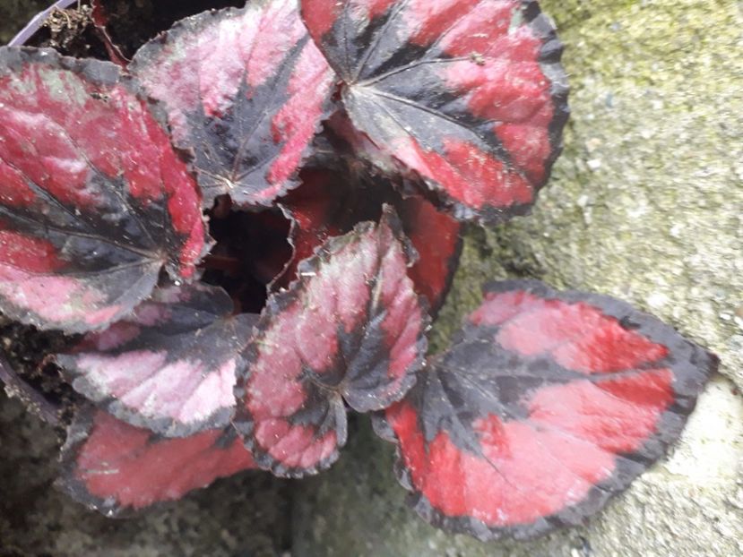  - Talmeș balmeș 2020