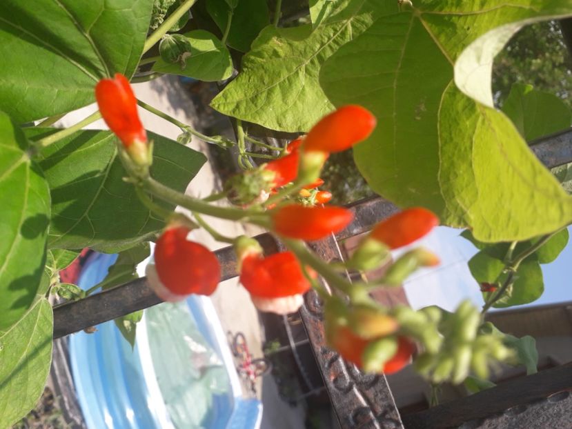  - Talmeș balmeș 2020