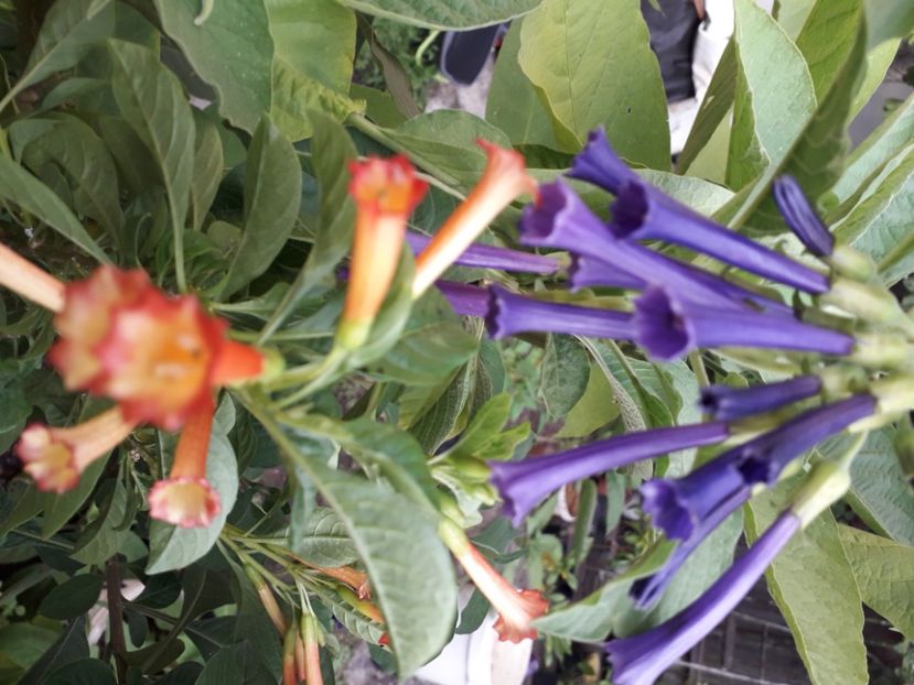  - Talmeș balmeș 2020